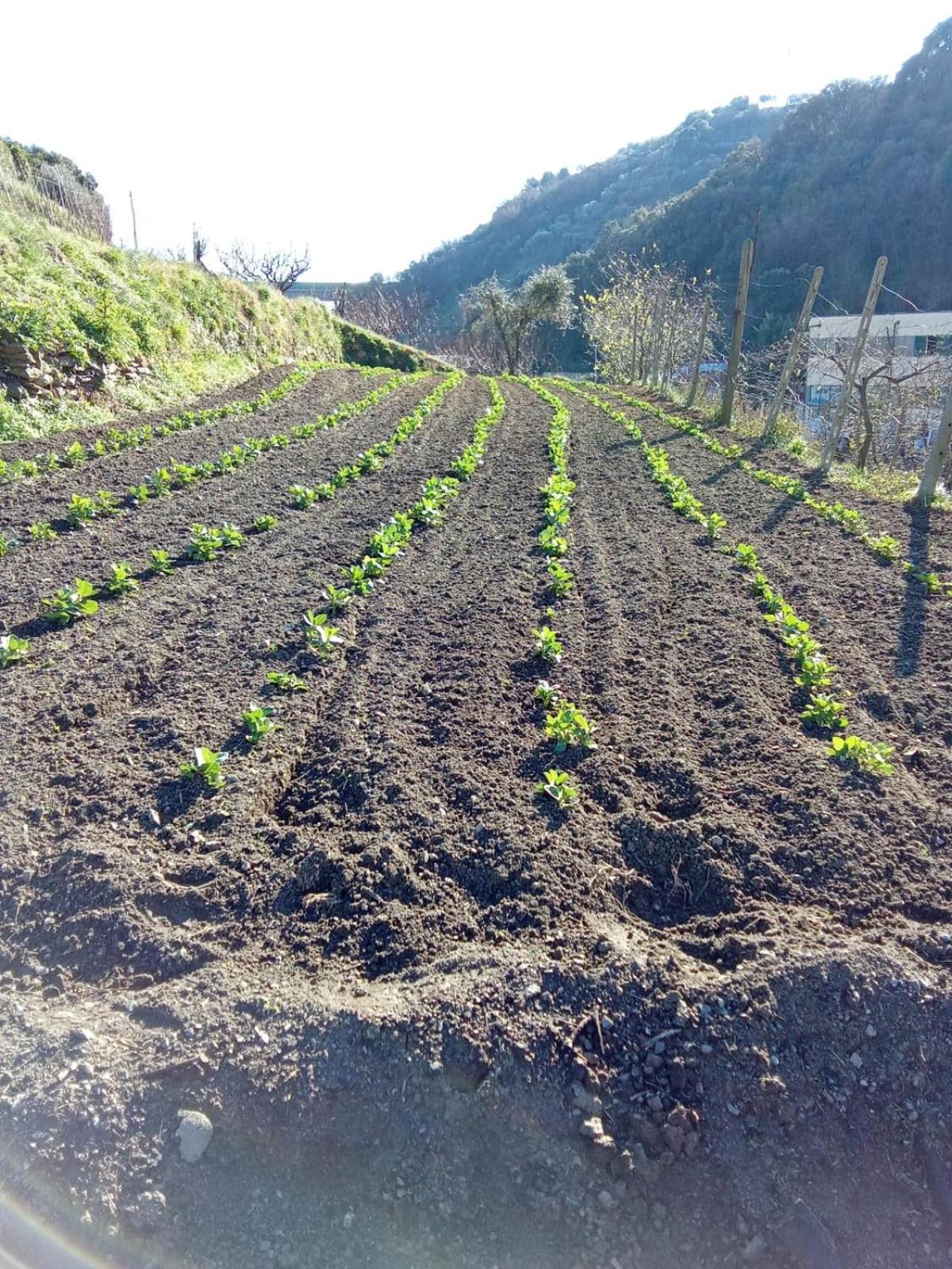 Agriturismo Cele Celle Ligure Εξωτερικό φωτογραφία