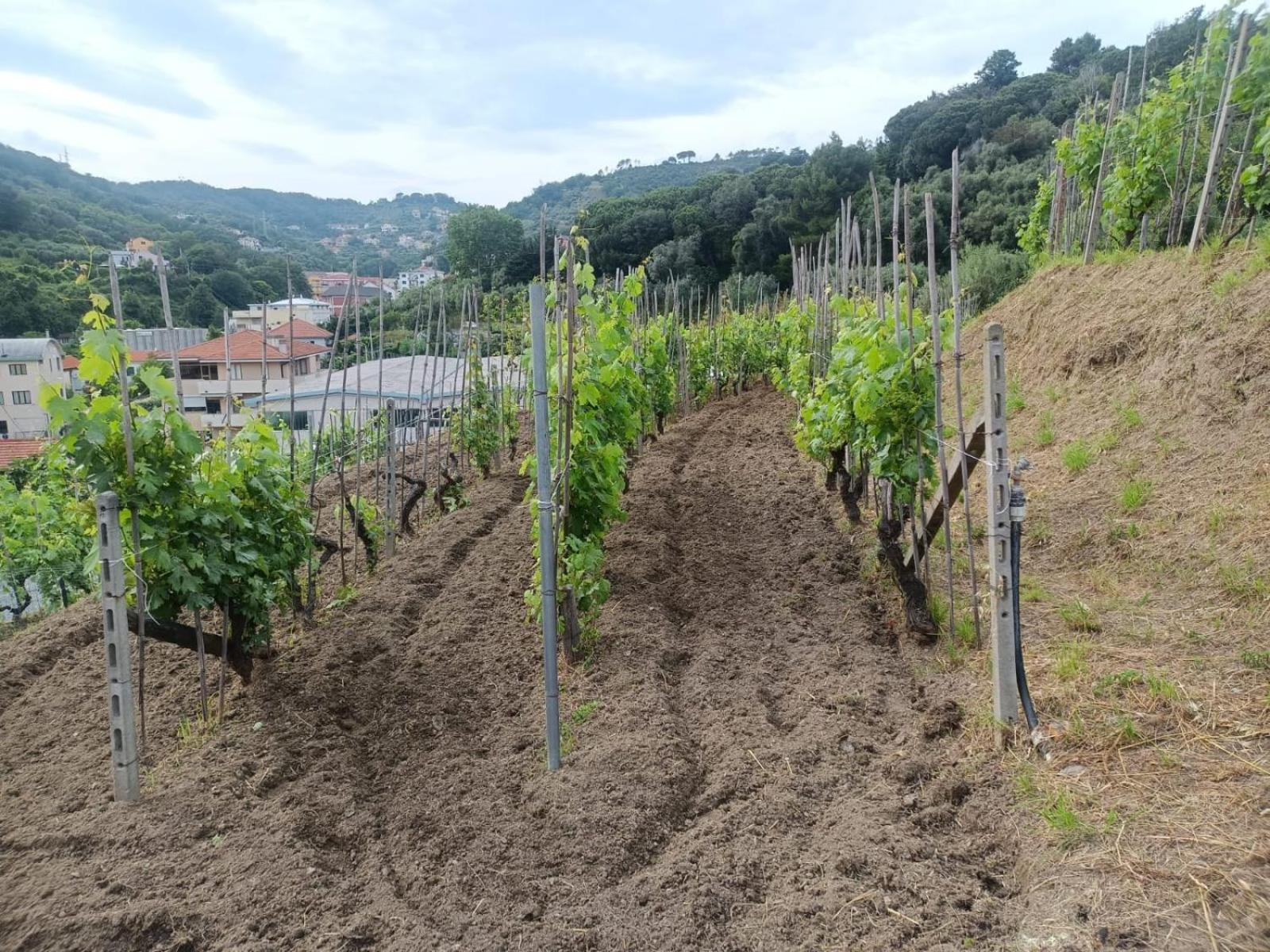 Agriturismo Cele Celle Ligure Εξωτερικό φωτογραφία