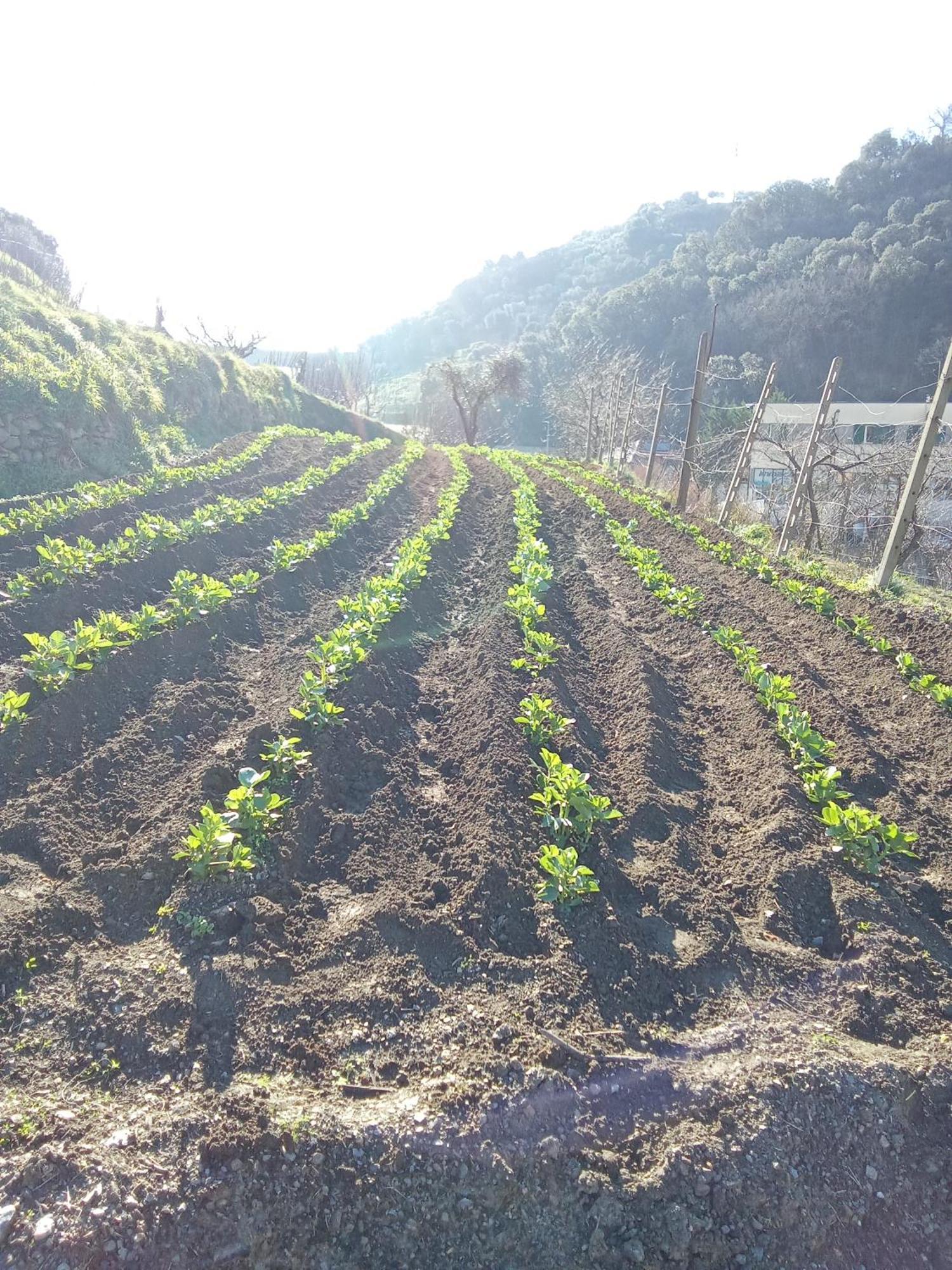 Agriturismo Cele Celle Ligure Εξωτερικό φωτογραφία